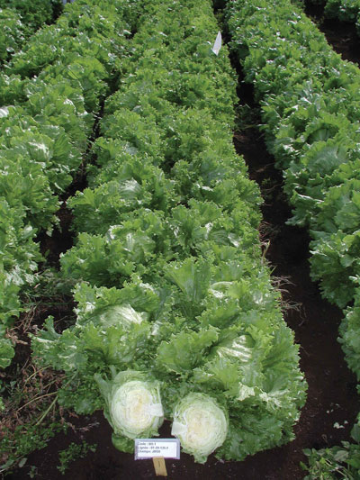 p23_hochelaga-lettuce