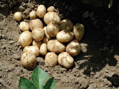 p30_super-potato