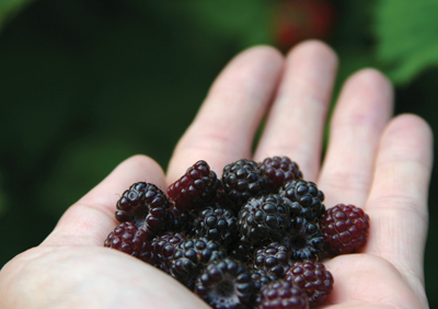 berries_health