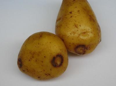pvypotatoes