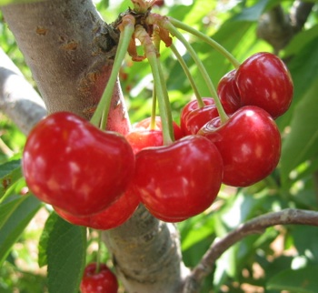 cherries01