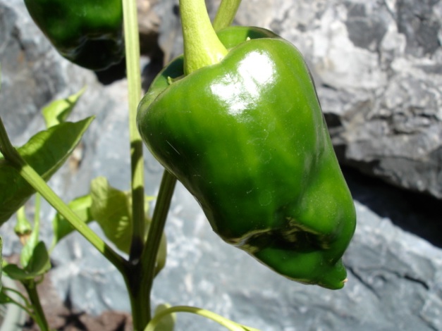 poblanopeppers