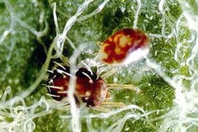 spidermites