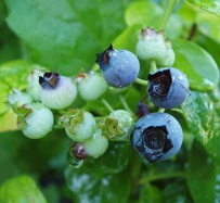 blueberry03