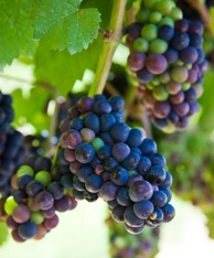 grapes01