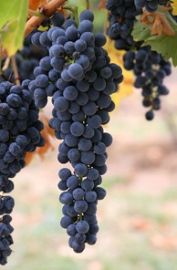 winegrapes