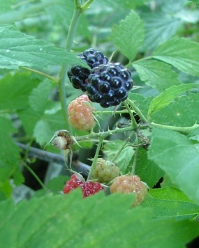 blackraspberries
