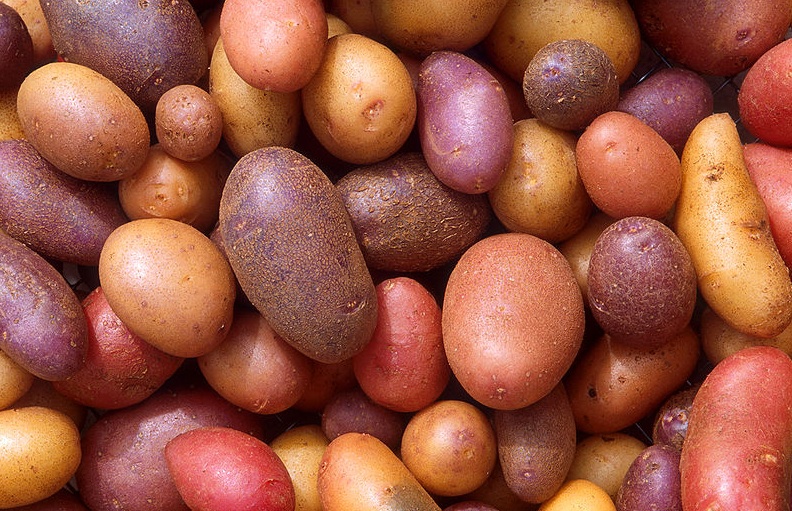 potatoes04