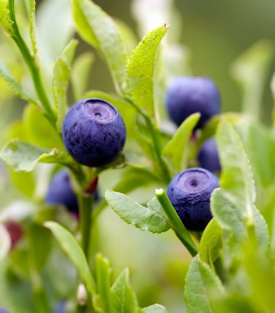 blueberries03