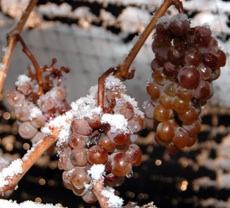 frozengrapes