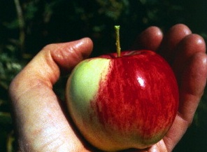 apples02