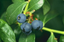 blueberries02
