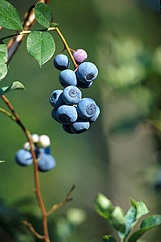 blueberries04