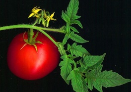 tomato02