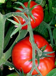 tomatoes03