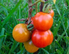 tomatoes04