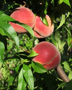 peaches01
