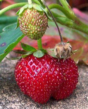 strawberries03