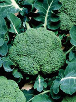 broccoli_belstar
