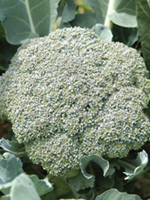 broccoli_greenmagic