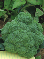 broccoli_hybr16