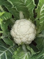 cauliflower_boreal