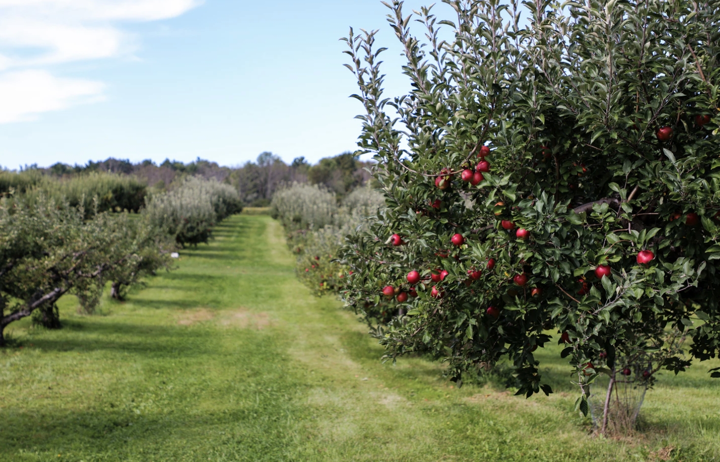 apple orchard tour video
