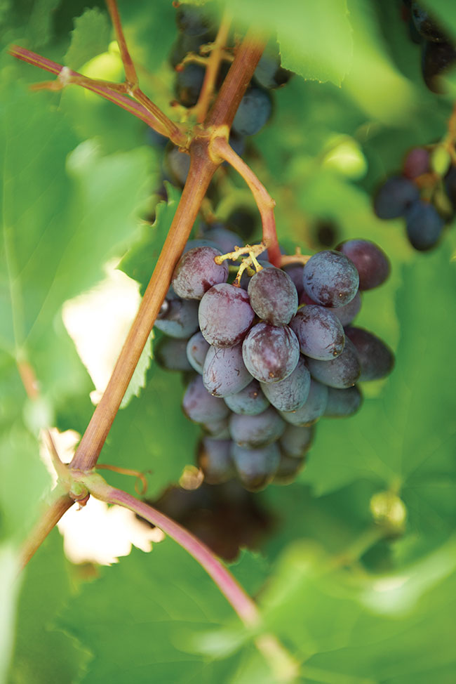 Ontario fruit industry invests in table grapes
