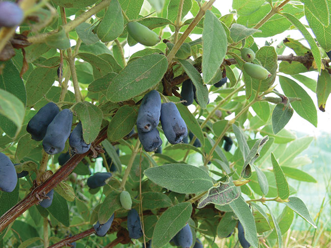 Seeds of opportunity: Haskap berries