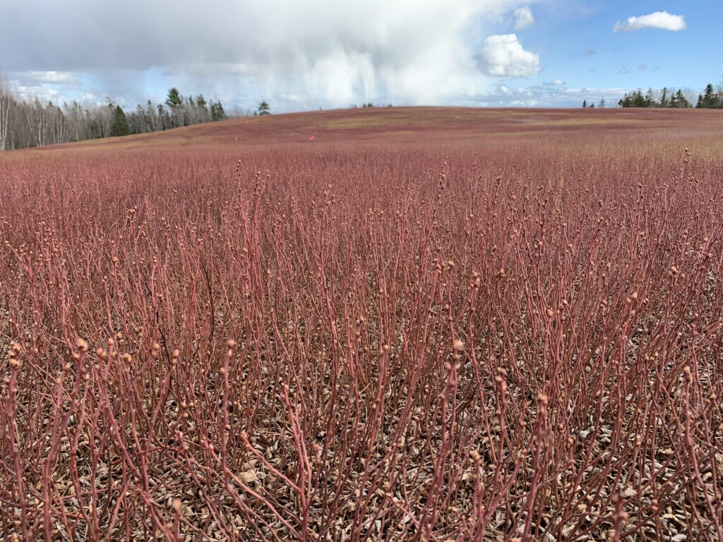 Methods of crop management timing in wild blueberries